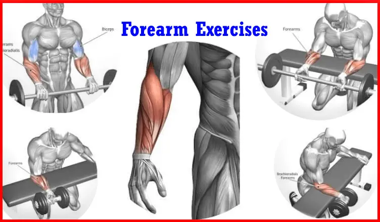 You are currently viewing 4 Top Forearm Exercise ( workout )   at gym