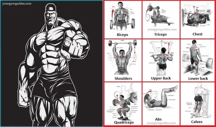 How to Lift Weights to Gain Build Muscle – How Bodybuilders Do It ...