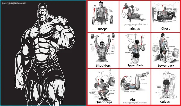 You are currently viewing How to Lift Weights to Gain Build Muscle – How Bodybuilders Do It