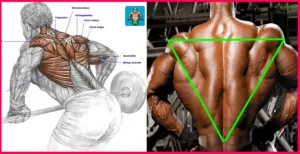 Read more about the article How to Get the Most Out of Your Upper Back Exercises