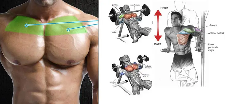Read more about the article Top 4 Exercises To Build Upper Chest workout for men