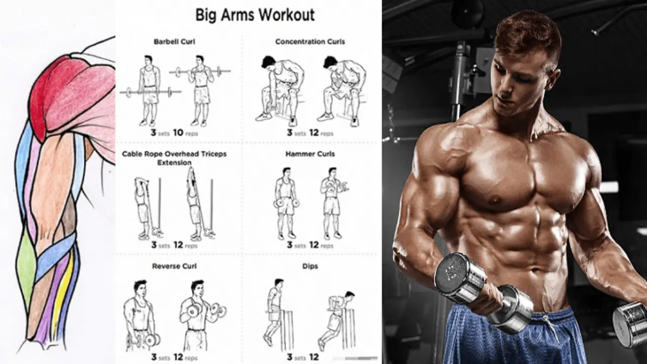 Bicep Workouts For Mass Blog Dandk