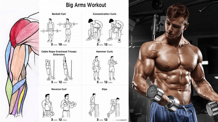 Bicep Workouts For Mass - HEALTH & GYM GUIDE