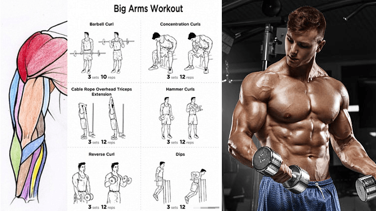 Bicep Workouts For Mass HEALTH GYM GUIDE