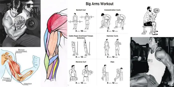 Biceps Triceps Superset Workout