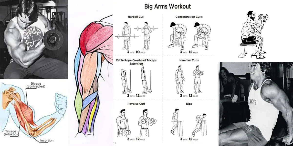 Read more about the article Biceps Triceps Superset Workout – Arnold used to workout during his days