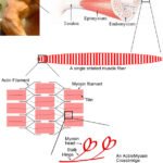 Skeletal_muscle_diagram muscles breakdown