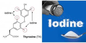 iodine rich foods nutrition value